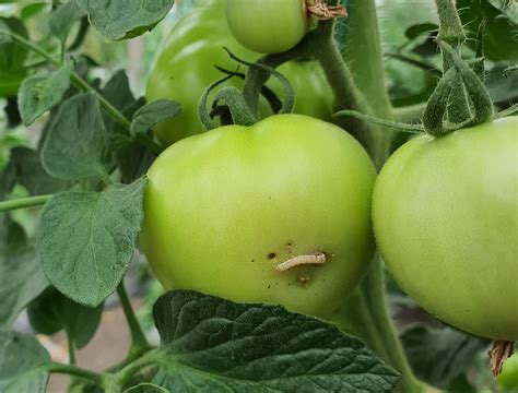 Small Green Worms In The Garden – MRQOI