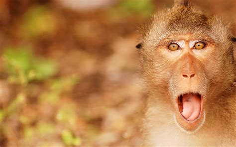 [100+] Monkey Funny Pictures | Wallpapers.com