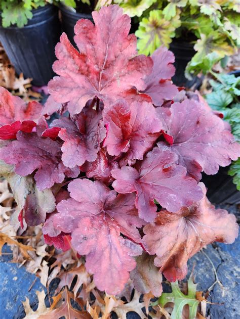 Heuchera Fire Alarm Coral Bells pp24525 | Peacock Valley Nursery