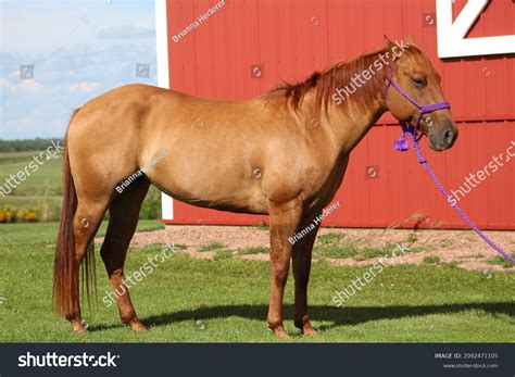Red Dun Horses Dun Horse Hi Res Stock Photography And Images Alamy