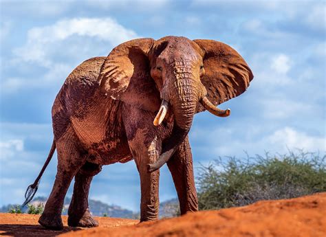 Elephant Attack Human