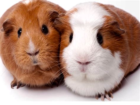 These are my guinea pigs the one to the left is bubbles. And to the ...