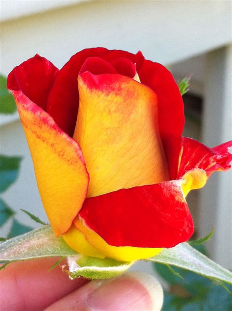 Ketchup And Mustard Rose at Dale Mack blog