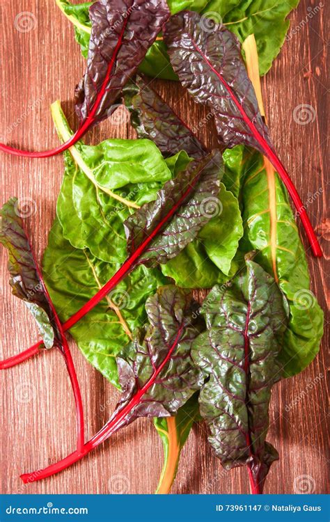 Freshly Picked Swiss Rainbow Mangold or Swiss Chard Rainbow Stock Image ...