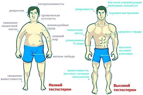 ᐉ Как связаны снижение либидо и тестостерон – Блог Liki.Wiki