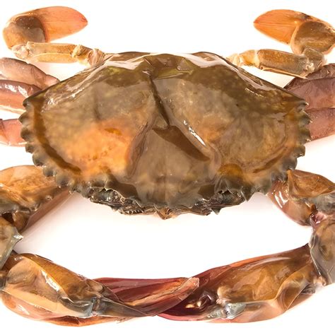 Soft Shell Crab Whole Thailand - SeaFood King