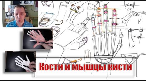 Пластическая анатомия. Кости и мышцы кисти. - А. Рыжкин - YouTube