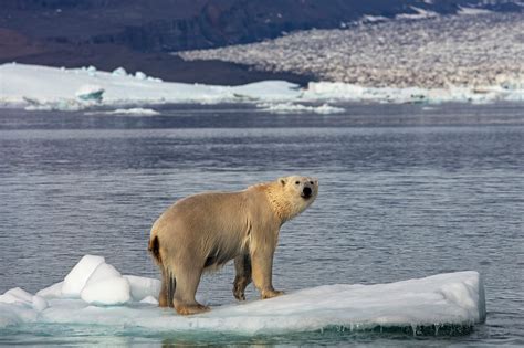 Polar bears at their Arctic Kingdom | Guide to Greenland