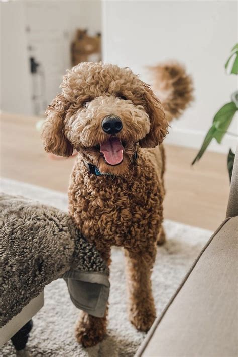 Top 8 Mini Goldendoodle Breeders in Ohio (Puppies For Sale)