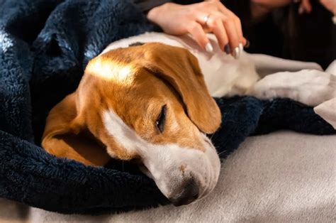 Stud Tail In Dogs: Why Does The Bald Spot Show Up?