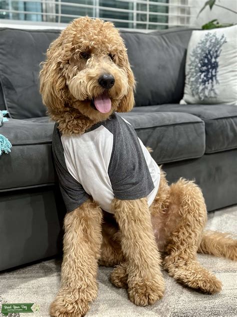 Medium F1B Goldendoodle - - Stud Dog in South Bay, the United States ...