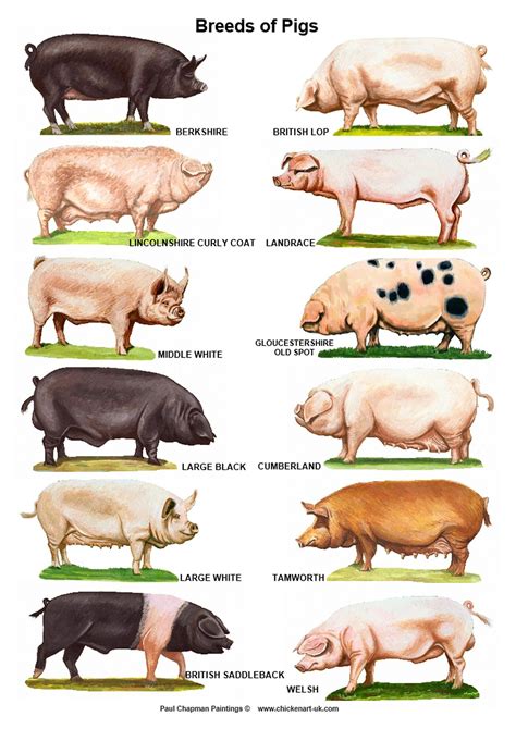 A4 Laminated Posters. Breeds of Pigs | Etsy | Razas de cerdos, Cerdos ...
