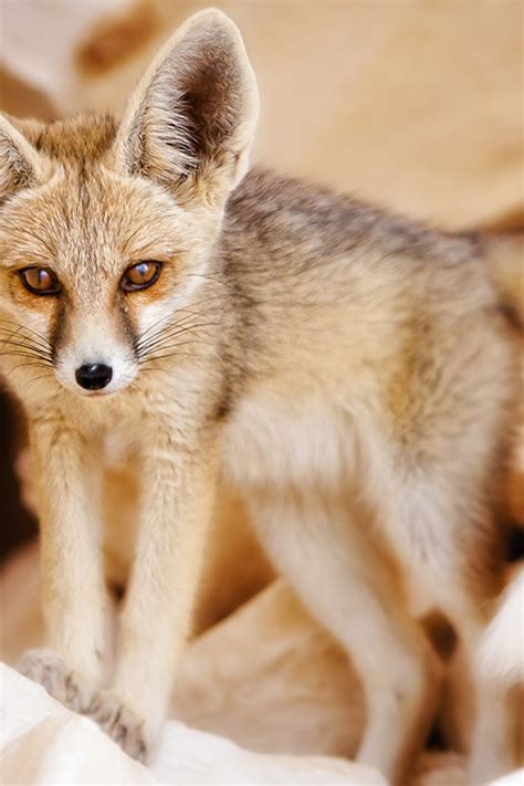 Fennec Fox Baby Wallpaper