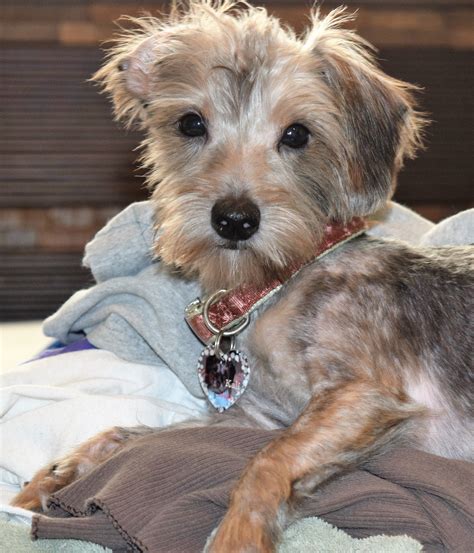 Yorkshire Terrier Dachshund Mix