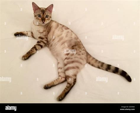 Snow bengal cats hi-res stock photography and images - Alamy