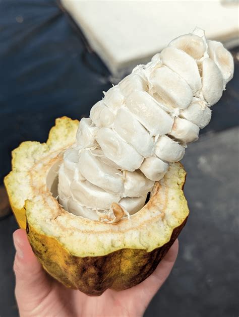 I was in Hawaii ten days ago and took a tour of Mauna Kea Cocoa Farm ...