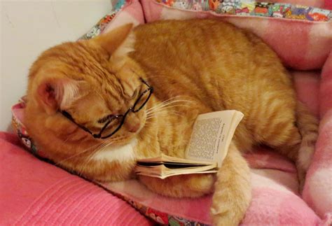 Cute Cat Reading a Book
