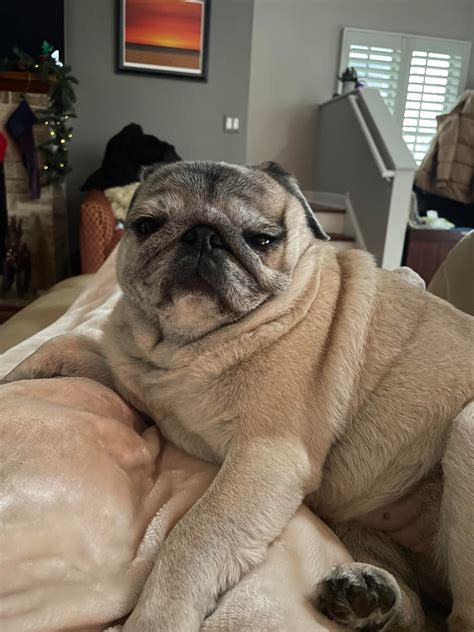 Meet Percy the long haired pug. He is 5 months old this week. He’s my ...