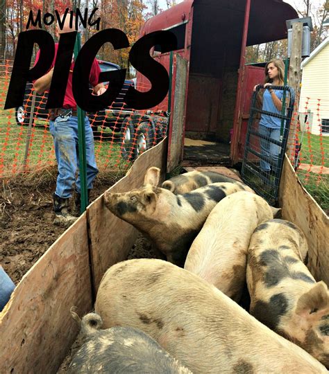 How to Move Pigs – Farm Fresh For Life – Real Food for Health & Wellness