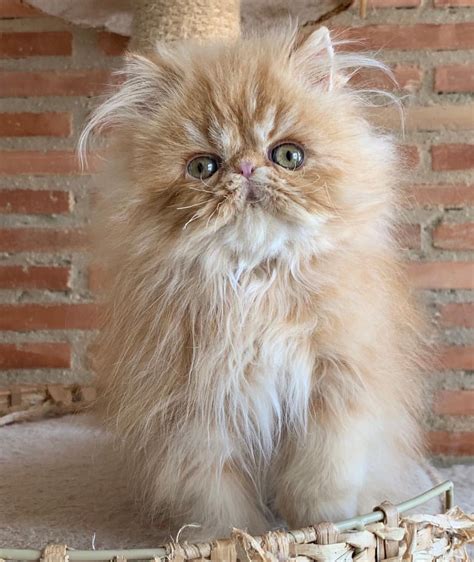 Cute light brown cat | Cute cats and dogs, Cute cats, Kittens cutest