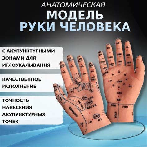 Анатомическая модель руки человека с акупунктурными зонами для ...