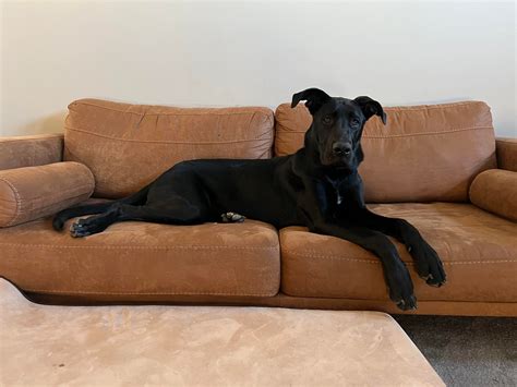 Great Dane German Shepherd Mix Puppies