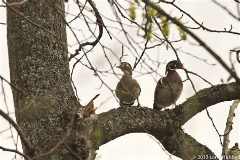 Tree Nesting Ducks