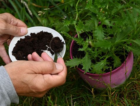 How to Use Coffee Grounds to Fertilize Evergreens