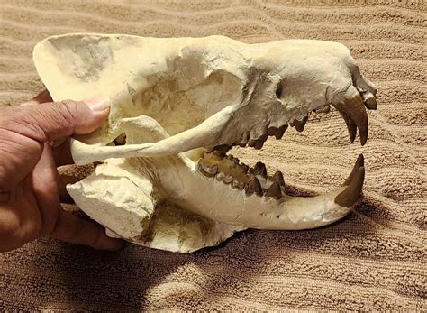 Hyaenodon Skull - Is It Real? How to Recognize Fossil Fabrications ...