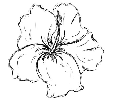 How To Draw A Hawaiian Flower Step By ... | Flower drawing, Flower ...