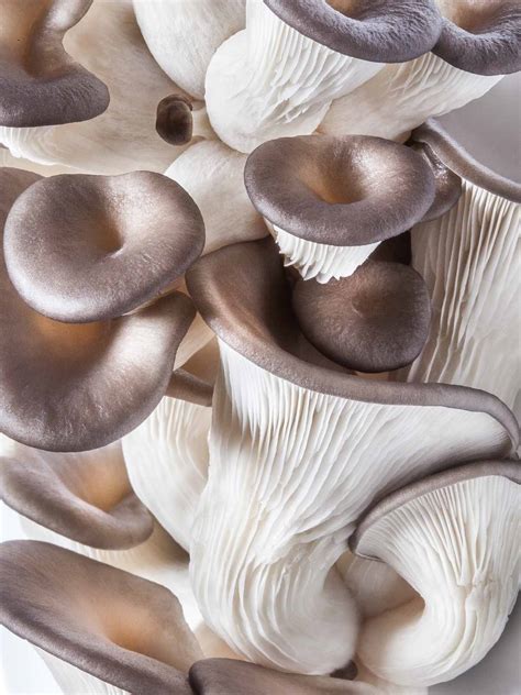 Can You Freeze Oyster Mushrooms? And How? » Joyful Dumplings