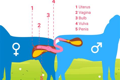 Dog Mating Behavior (Infographic) - Tractive