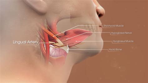 Hypoglossal Nerve Dual Nerve Transfer For Facial Reanimation Facial