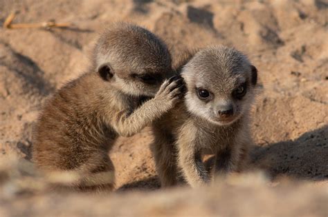 How Meerkats Communicate: Decoding the Sounds of Survival