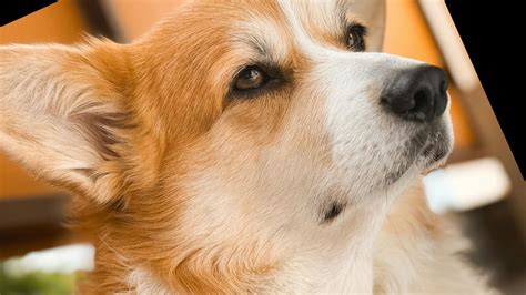 The BRAF Test for TCC in Dogs: Early Detection & Diagnosis