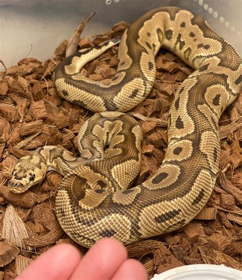 BREEDER MALE Yellow Belly Clown Ball Python by Pope's Outlandish ...