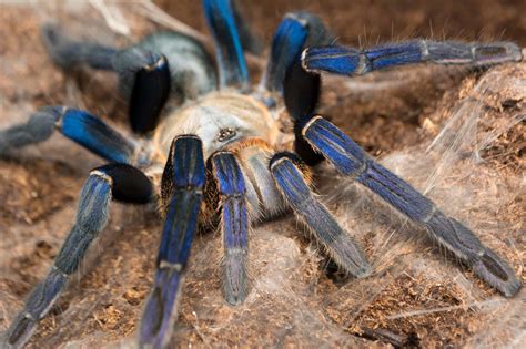Tarantula Habitat: Where Do Tarantulas Live? - A-Z Animals
