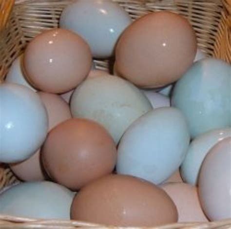 Raising Chickens for Eggs: Our Urban Chicken Coop - HubPages