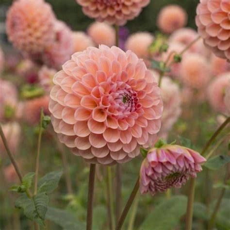 Dahlia 'Linda's Baby' - buy plants at Coolplants