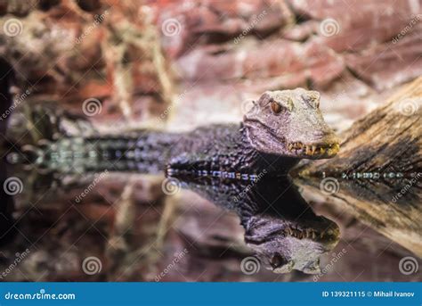 Cuvier`s dwarf caiman stock image. Image of dwarf, smoothfronted ...