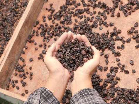 How To Dry Grapes From The Garden