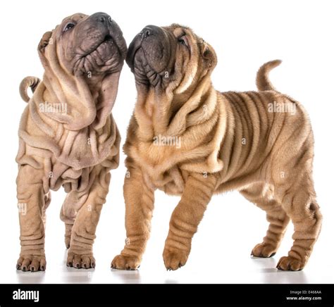 two chinese shar pei puppies isolated on white background - 4 months ...