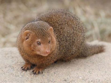 mongoose - Students | Britannica Kids | Homework Help