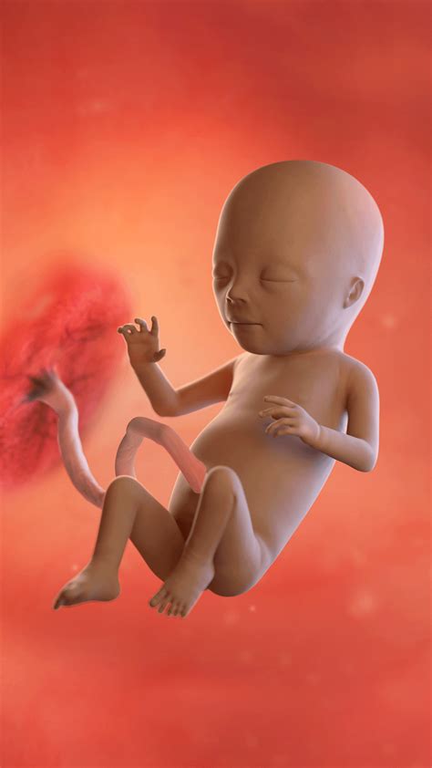 Utero Gravido 16 Semanas Transvaginal Ultrasound Showing IUP And EP At