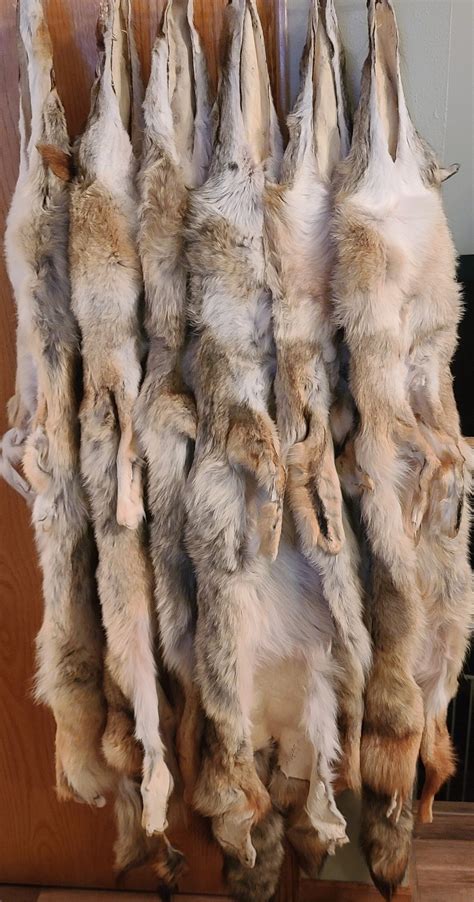 PROFESSIONALLY SOFT Tanned COYOTE Pelts/hides - Etsy