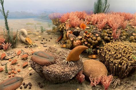 Cambrian Ordovician Plants And Animal