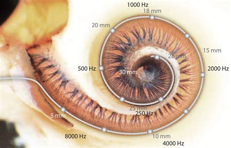 Farklı hücrelerin uyarılmasıyla farklı sesler duyulur Bu 20 bin hücre ...
