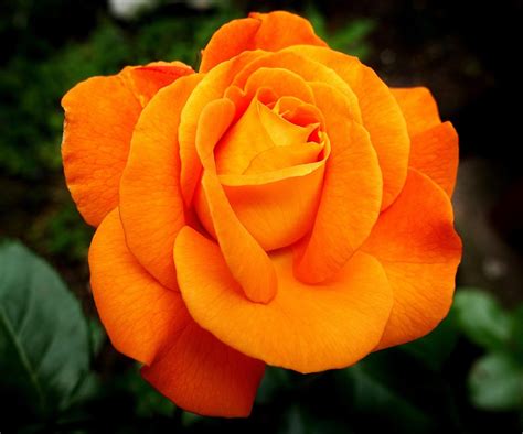 400,000+ Free Beautiful Rose Petals & Nature Images - Pixabay