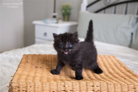 Bear ~ 8 week old kitten - Female Domestic Medium Hair Cat in NSW ...