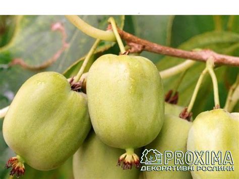 Актинидия Чан Бай Гиант, Actinidia arguta Chang Bai Giant, саженец ...